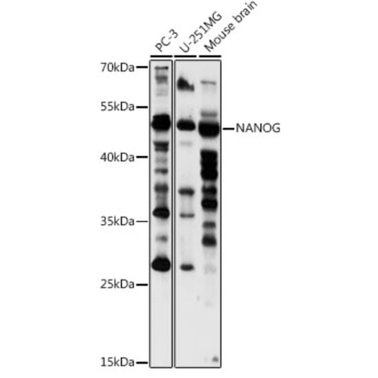 Western Blot - Anti-Nanog Antibody (A91895) - Antibodies.com