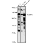Western Blot - Anti-Nanog Antibody (A91895) - Antibodies.com