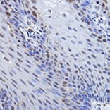 Immunohistochemistry - Anti-p73 Antibody (A91897) - Antibodies.com