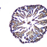 Immunohistochemistry - Anti-ACTR1B Antibody (A91903) - Antibodies.com