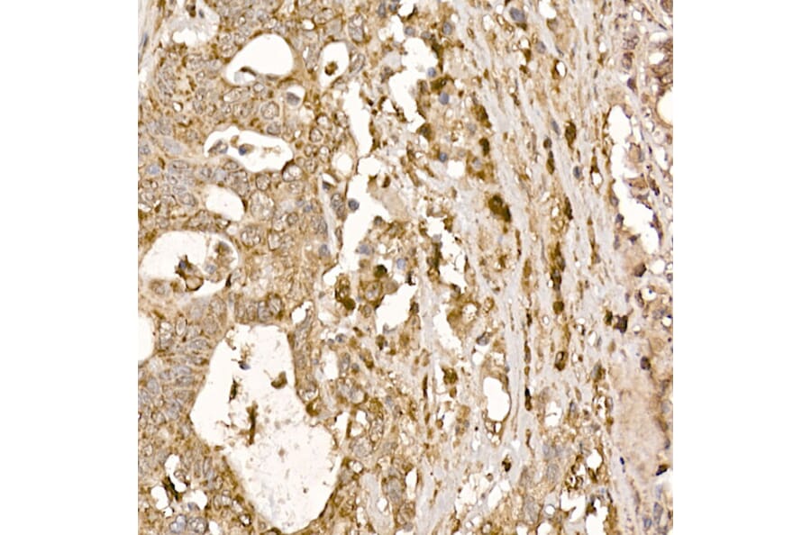 Immunohistochemistry - Anti-p23 Antibody (A91906) - Antibodies.com