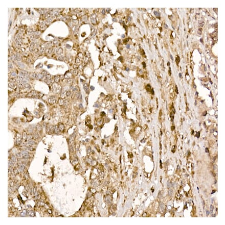 Immunohistochemistry - Anti-p23 Antibody (A91906) - Antibodies.com