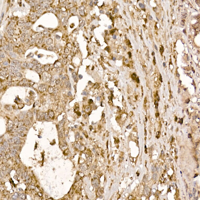 Immunohistochemistry - Anti-p23 Antibody (A91906) - Antibodies.com