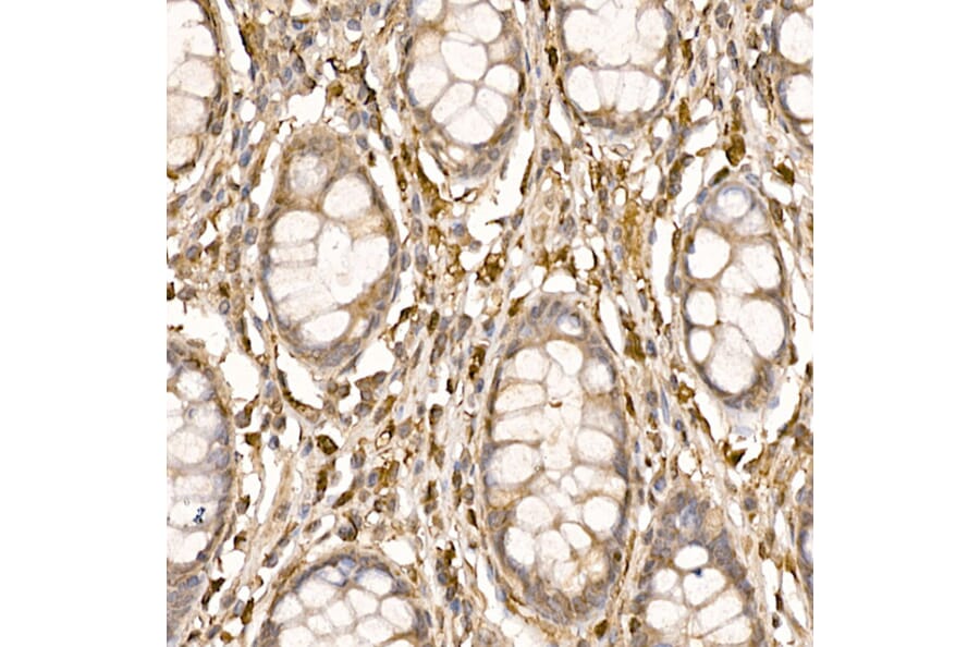 Immunohistochemistry - Anti-p23 Antibody (A91906) - Antibodies.com