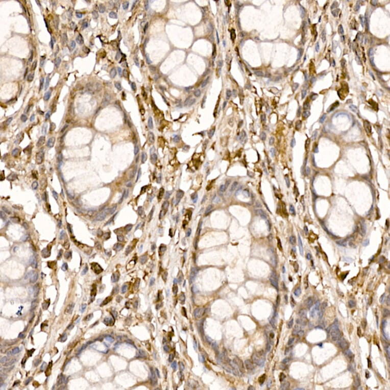 Immunohistochemistry - Anti-p23 Antibody (A91906) - Antibodies.com