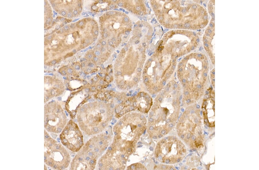 Immunohistochemistry - Anti-p23 Antibody (A91906) - Antibodies.com