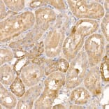 Immunohistochemistry - Anti-p23 Antibody (A91906) - Antibodies.com