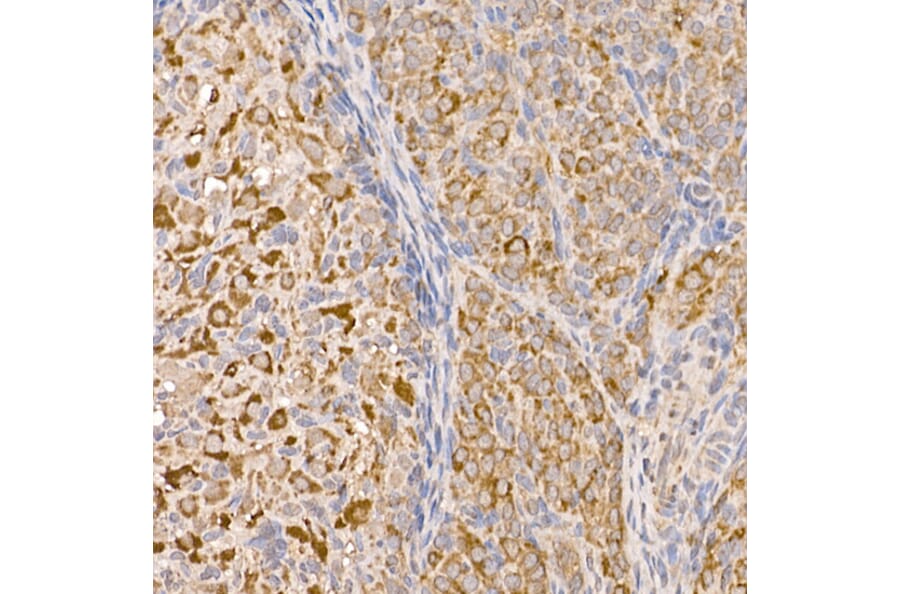 Immunohistochemistry - Anti-p23 Antibody (A91906) - Antibodies.com