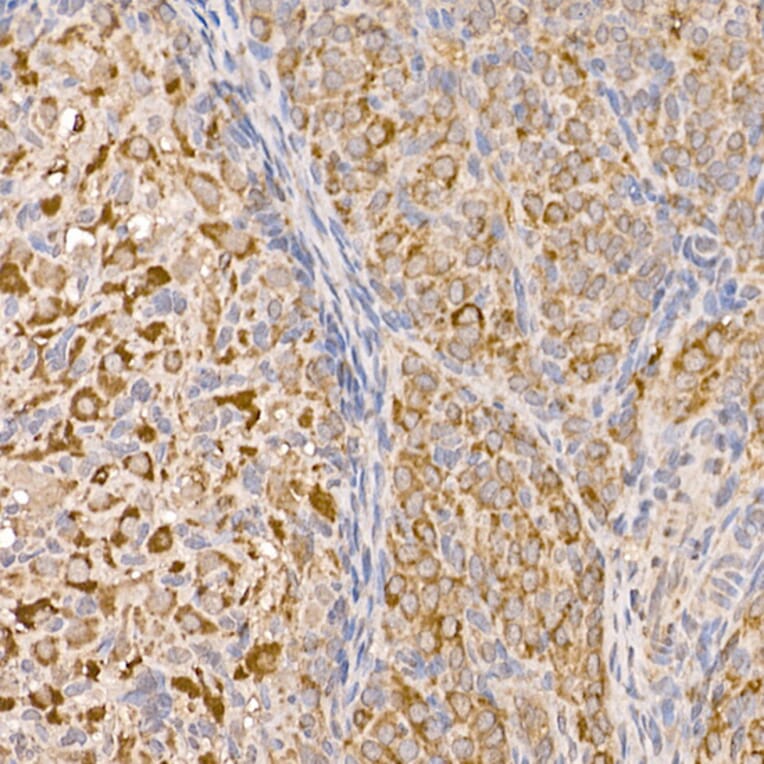 Immunohistochemistry - Anti-p23 Antibody (A91906) - Antibodies.com