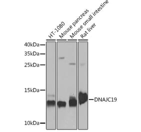 Western Blot - Anti-DNAJC19 Antibody (A91909) - Antibodies.com