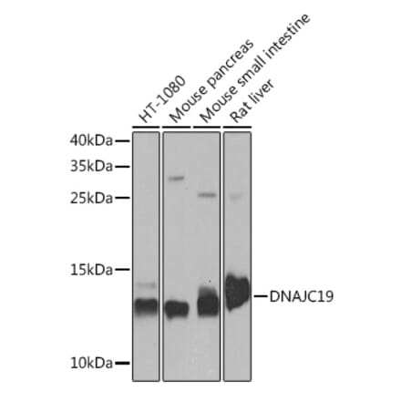 Western Blot - Anti-DNAJC19 Antibody (A91909) - Antibodies.com