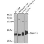 Western Blot - Anti-DNAJC19 Antibody (A91909) - Antibodies.com