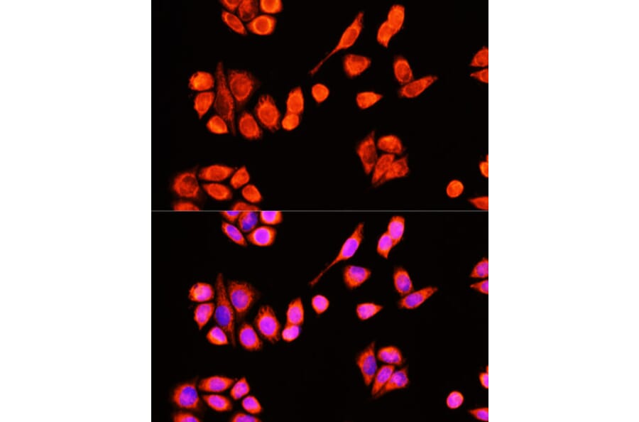 Immunofluorescence - Anti-DNAJC19 Antibody (A91909) - Antibodies.com