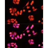 Immunofluorescence - Anti-DNAJC19 Antibody (A91909) - Antibodies.com