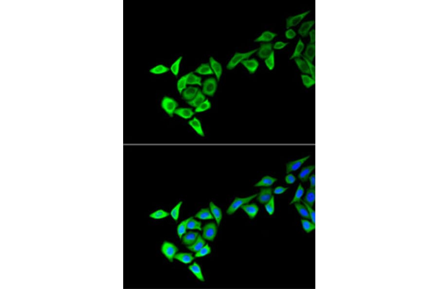 Immunofluorescence - Anti-MECOM Antibody (A13669) - Antibodies.com