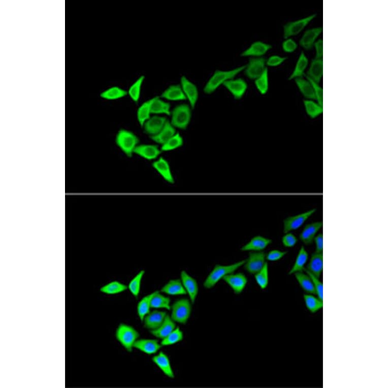Immunofluorescence - Anti-MECOM Antibody (A13669) - Antibodies.com