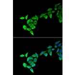 Immunofluorescence - Anti-MECOM Antibody (A13669) - Antibodies.com