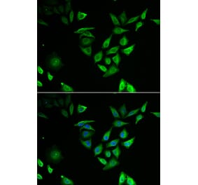 Immunofluorescence - Anti-NTF2 Antibody (A91919) - Antibodies.com