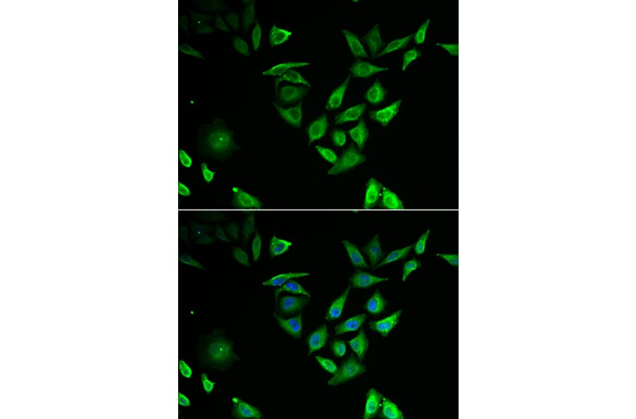 Immunofluorescence - Anti-NTF2 Antibody (A91919) - Antibodies.com