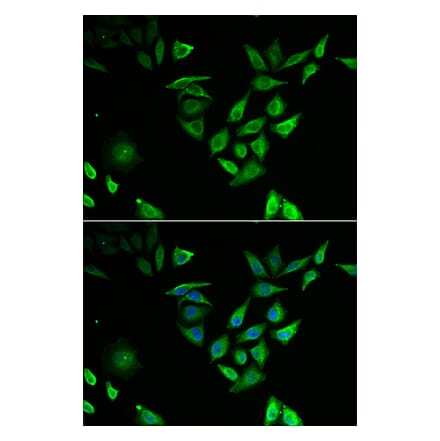 Immunofluorescence - Anti-NTF2 Antibody (A91919) - Antibodies.com