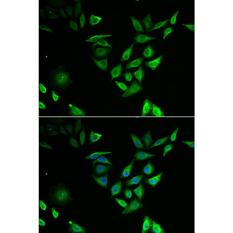 Immunofluorescence - Anti-NTF2 Antibody (A91919) - Antibodies.com