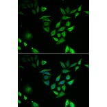 Immunofluorescence - Anti-NTF2 Antibody (A91919) - Antibodies.com