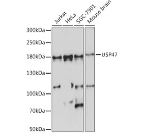 Western Blot - Anti-USP47 Antibody (A91921) - Antibodies.com