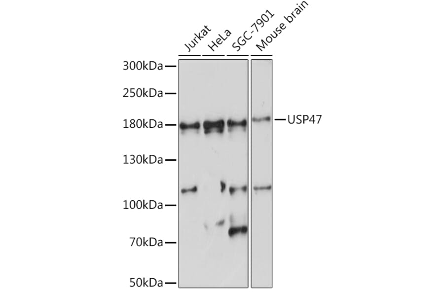 Western Blot - Anti-USP47 Antibody (A91921) - Antibodies.com