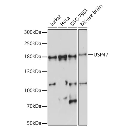 Western Blot - Anti-USP47 Antibody (A91921) - Antibodies.com