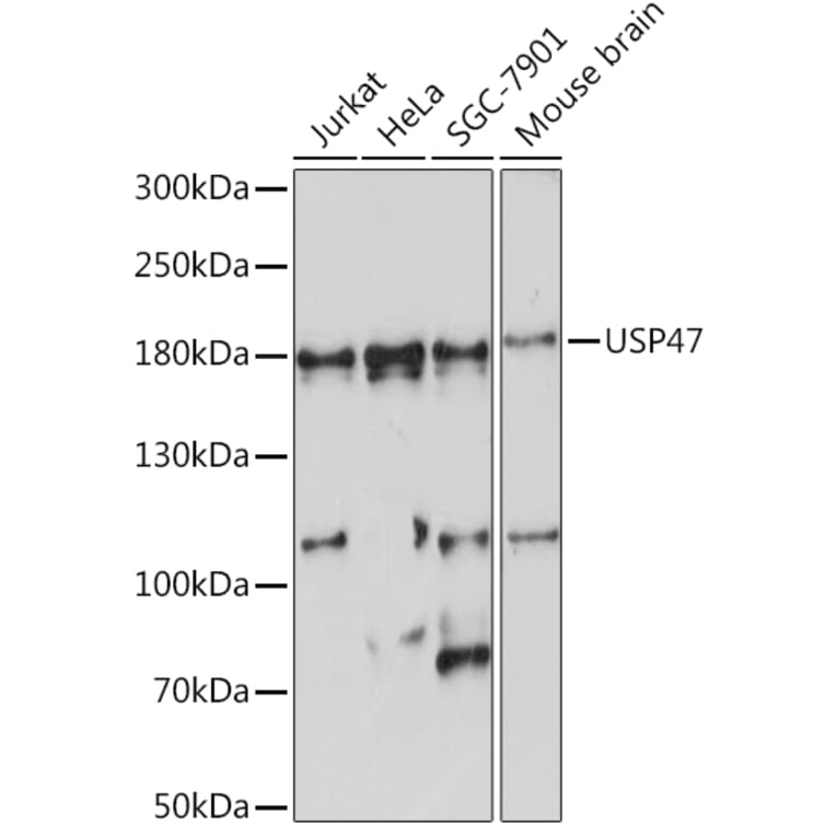 Western Blot - Anti-USP47 Antibody (A91921) - Antibodies.com