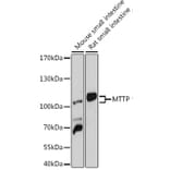Western Blot - Anti-MTTP/MTP Antibody (A91927) - Antibodies.com