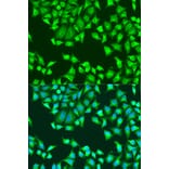 Immunofluorescence - Anti-SH2D1B Antibody (A16010) - Antibodies.com