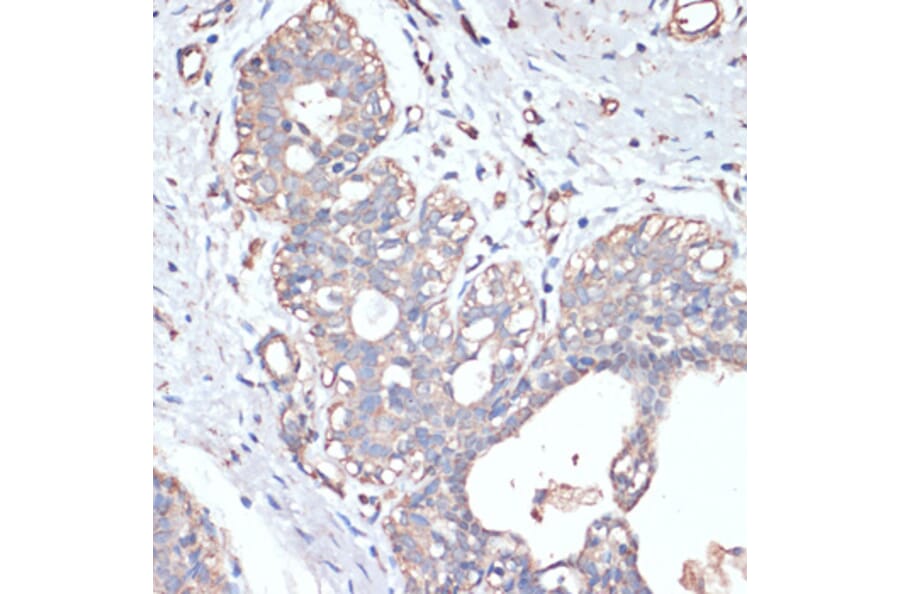 Immunohistochemistry - Anti-DGAT2 Antibody (A13890) - Antibodies.com