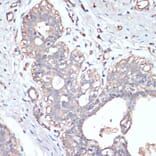 Immunohistochemistry - Anti-DGAT2 Antibody (A13890) - Antibodies.com