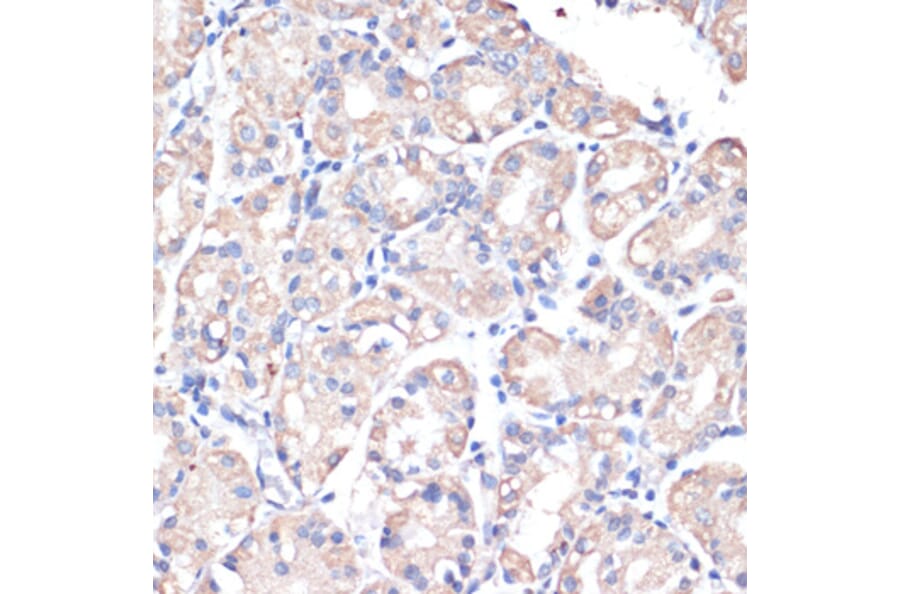 Immunohistochemistry - Anti-DGAT2 Antibody (A13890) - Antibodies.com