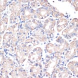 Immunohistochemistry - Anti-DGAT2 Antibody (A13890) - Antibodies.com