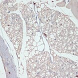 Immunohistochemistry - Anti-DGAT2 Antibody (A13890) - Antibodies.com