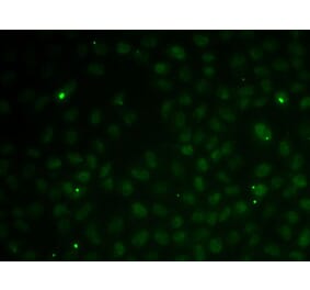 Immunofluorescence - Anti-Rad51C Antibody (A91936) - Antibodies.com