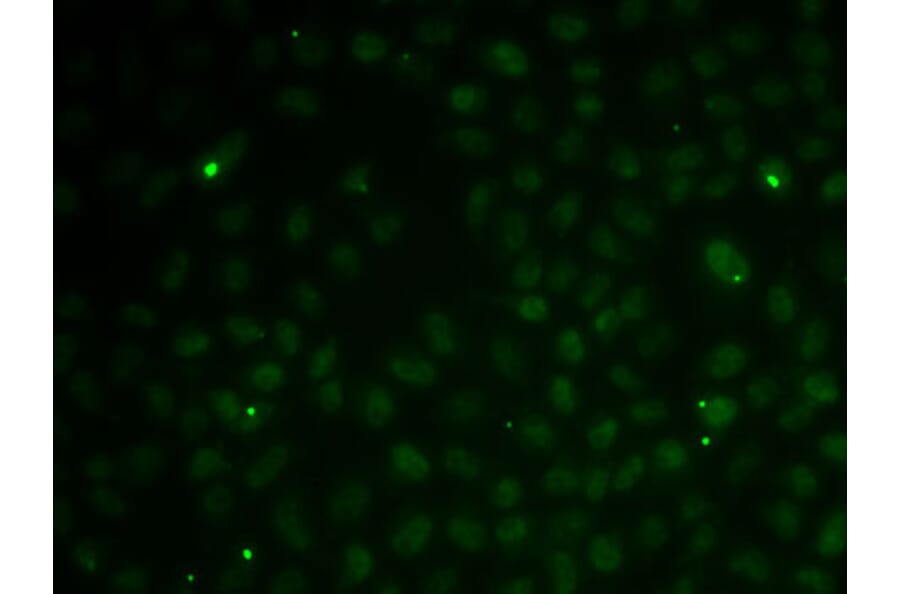 Immunofluorescence - Anti-Rad51C Antibody (A91936) - Antibodies.com