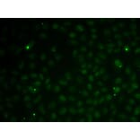 Immunofluorescence - Anti-Rad51C Antibody (A91936) - Antibodies.com