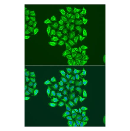 Immunofluorescence - Anti-BNIP3 Antibody (A91938) - Antibodies.com