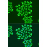 Immunofluorescence - Anti-BNIP3 Antibody (A91938) - Antibodies.com