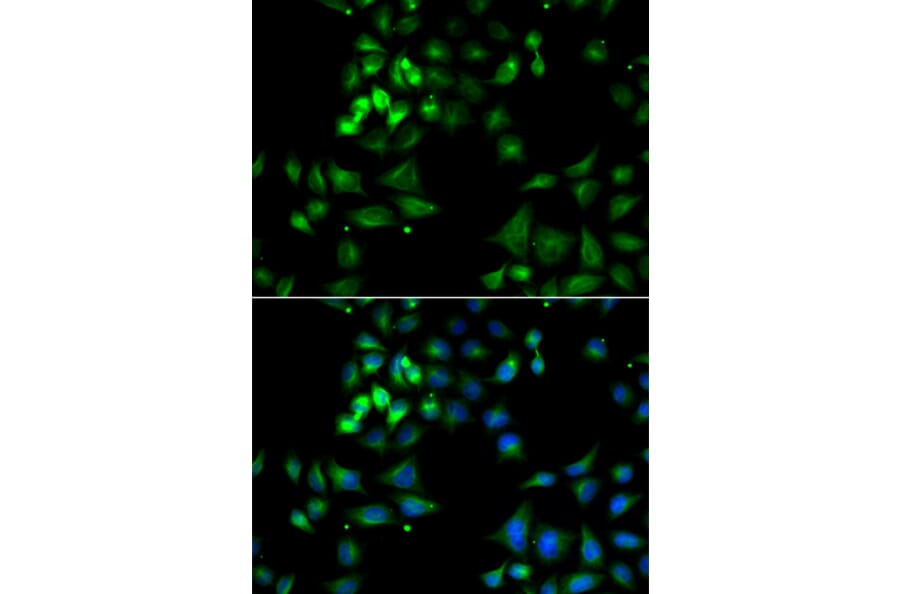 Immunofluorescence - Anti-HYOU1 Antibody (A12313) - Antibodies.com