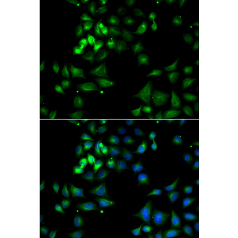 Immunofluorescence - Anti-HYOU1 Antibody (A12313) - Antibodies.com