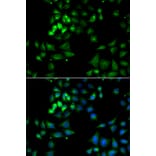 Immunofluorescence - Anti-HYOU1 Antibody (A12313) - Antibodies.com