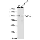 Western Blot - Anti-WBP11 Antibody (A91940) - Antibodies.com