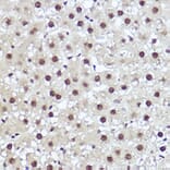 Immunohistochemistry - Anti-WBP11 Antibody (A91940) - Antibodies.com