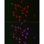 Immunofluorescence - Anti-WBP11 Antibody (A91940) - Antibodies.com