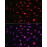 Immunofluorescence - Anti-WBP11 Antibody (A91940) - Antibodies.com