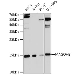 Western Blot - Anti-Mago nashi homolog 2 Antibody (A91946) - Antibodies.com